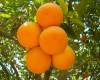 <b>Название: </b>apelsin (2), <b>Добавил:<b> Димка<br>Размеры: 450x407, 57.5 Кб